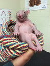 sourire bebe Bébé wombat