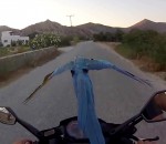 scooter Faire du scooter avec un perroquet