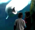 beluga aquarium Un béluga s'amuse à faire peur à des enfants