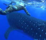 requin-baleine rencontre Chasseur sous-marin vs Requin-baleine