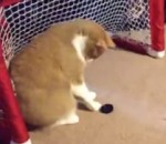 chat Un chat gardien de hockey (Vine)
