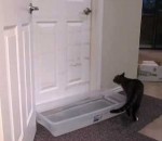 chat eau Un chat ouvre les portes même piégées