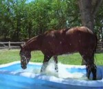 cheval eau Un cheval dans une piscine gonflable