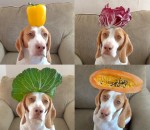 100 chien Un chien porte 100 fruits et légumes sur sa tête