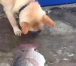 eau poisson Un chien essaie de sauver des poissons
