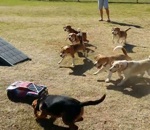 courir chien Meute de chiens vs Voiture radiocommandée
