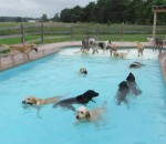 eau chien Doggy Pool Party