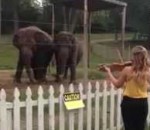 danse Des éléphants dansent sur du violon