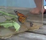 enfant Un enfant regarde un papillon s'envoler