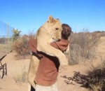 amour botswana Un lion en manque de câlins