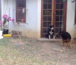 peur Un lionceau fait peur à un chien
