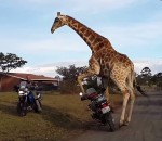 moto Une girafe excitée par des motos