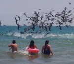 pelican plage Une nuée de pélicans plonge dans l'océan