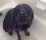 douche chien Un rottweiler prend une douche