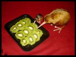 fruit oiseau Des kiwis cannibales
