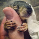 pouce bebe Câlin d'un bébé écureuil
