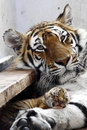 bebe tigre patte Ne pas réveiller le bébé