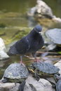 tortue pigeon Le roi de l'étang