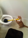 chat toilettes Un chat débouche les toilettes