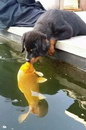 poisson Un chiot fait un bisou à un poisson