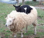 mouton chevre Matelas confortable