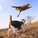 chat Chat volant