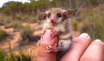 doigt Opossums pygmée australien