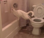 toilettes caca Un chat teste une nouvelle façon de faire caca