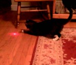 tete Chat avec un pointeur laser sur la tête