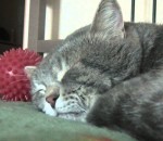 dormir Un chat ronchonne quand son maître tousse