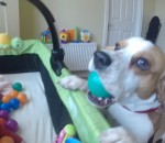 chien balle jouet Un chien partage ses jouets avec un bébé