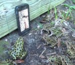 smartphone grenouille Des grenouilles regardent une vidéo de ver