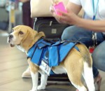 perdu objet Un chien rapporte à leur propriétaire les objets perdus dans les avions
