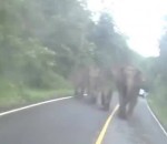 route Un motard rencontre des éléphants en colère