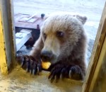 biscuit fenetre Un ours russe quémande à manger à la fenêtre