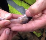 bebe Un pompier réanime un bébé hamster avec de l'oxygène