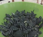 tortue Première baignade pour 150 bébés tortues de mer