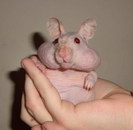 hamster Hamster sans poil