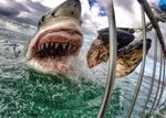 dent machoire Photo impressionnante d'un grand requin blanc