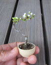 mini arbre Mini arbre en fleur