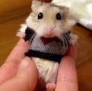 hamster Hamster avec un pull