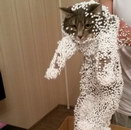 polystyrene boule Un chat s'est amusé dans un carton