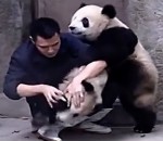zoo bebe Donner des médicaments à des bébés pandas joueurs
