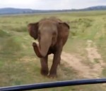 hysterie Une femme pas rassurée par la charge d'un éléphant
