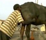 caca Souffler dans le cul d'une vache pour l'aider à déféquer