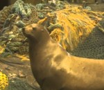 pecheur attaque Lion de mer en colère dans un filet de pêche