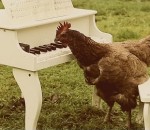 piano My Chicken's Symphony  (Igorrr et des poules)