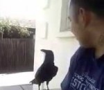 oiseau homme Une corneille dit Fuck You