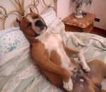 pitbull ronflement Un chien dort comme un humain