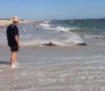 poisson requin Une plage infestée de requins